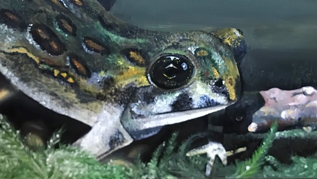 Frog 2024